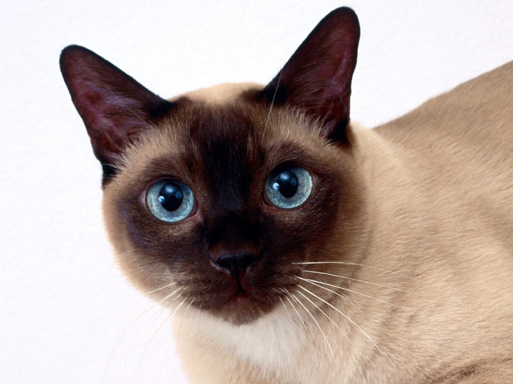 Beautiful Siamese cat closeup
