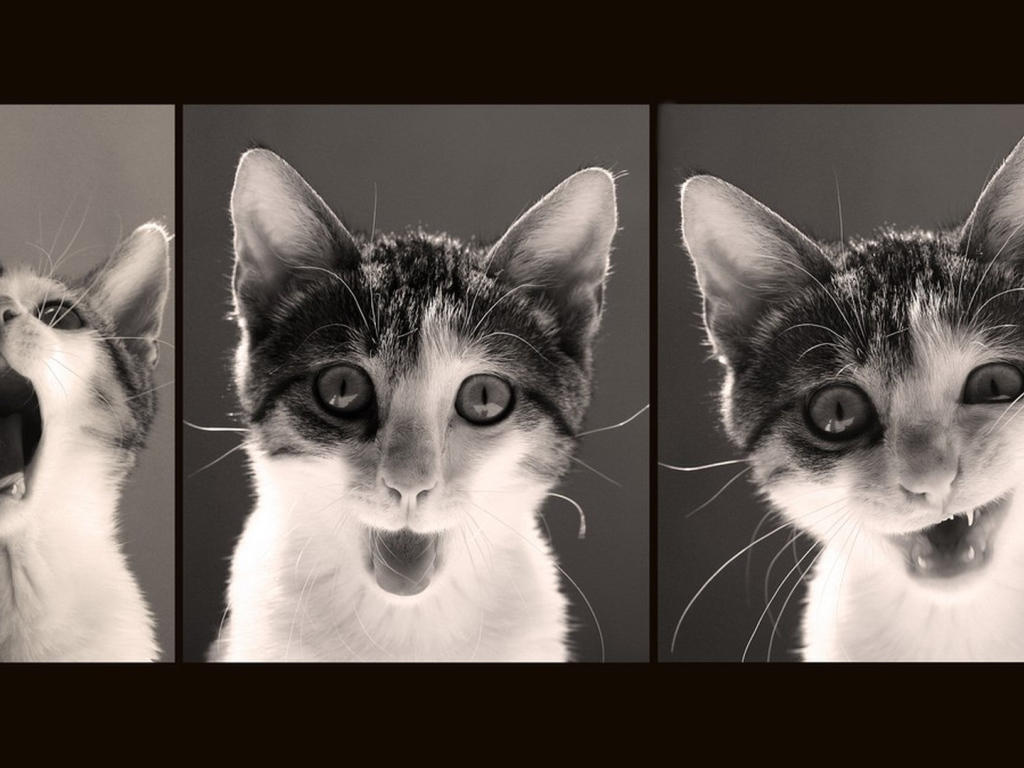 Красивый кот и его мимика