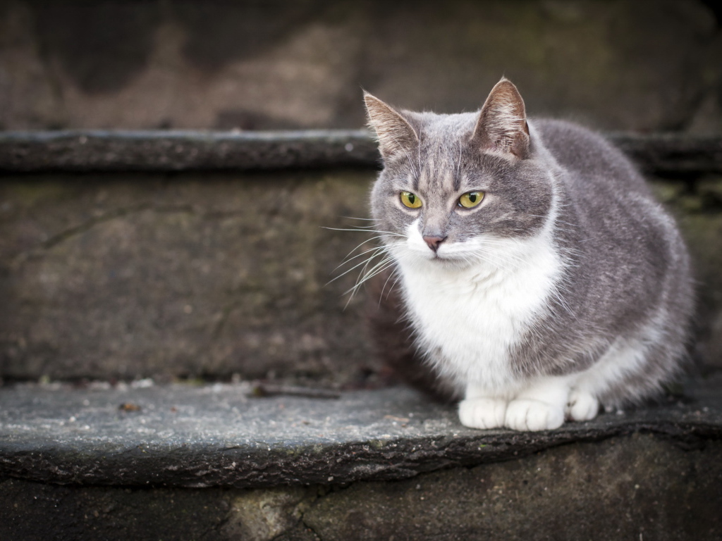 Красивый кот на ступеньках