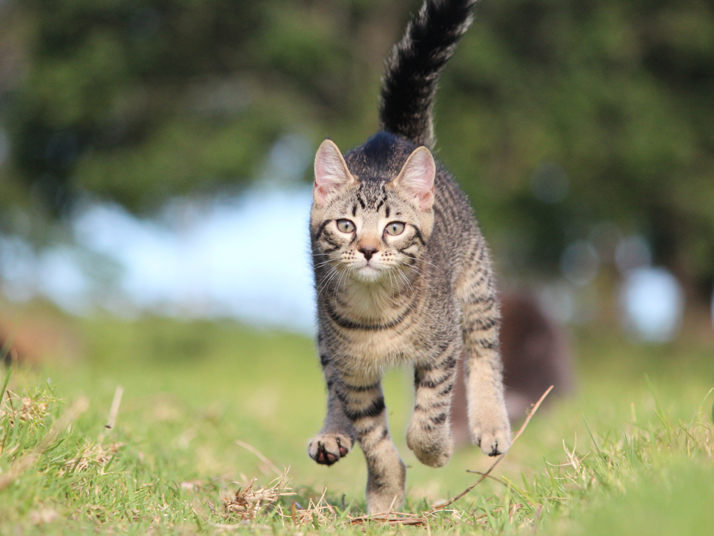 Красивый кот бежит к хозяину