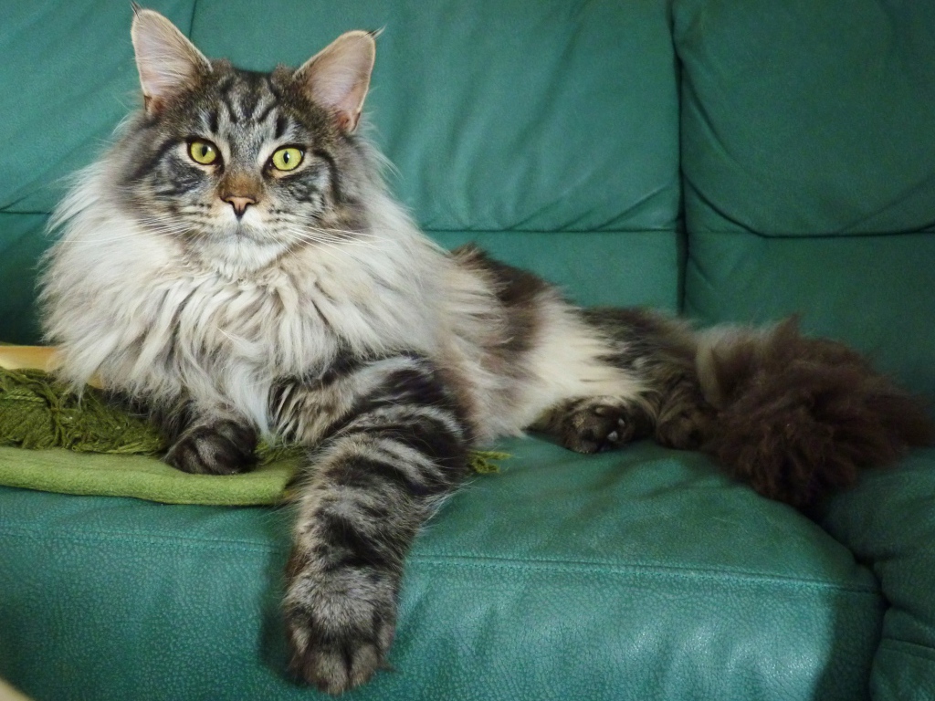 Серебристый красивый кот мейн-кун на диване