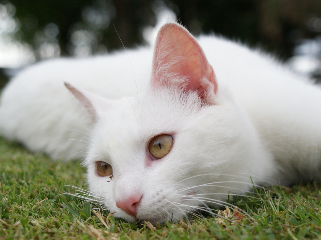 Красивый белый кот отдыхает на траве