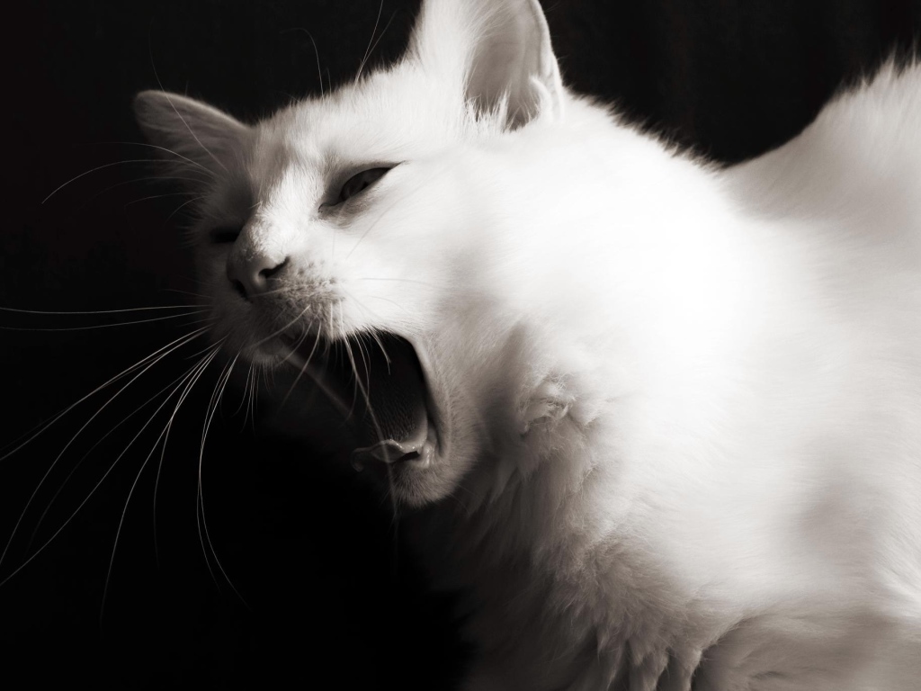 Красивый белый молодой кот зевает