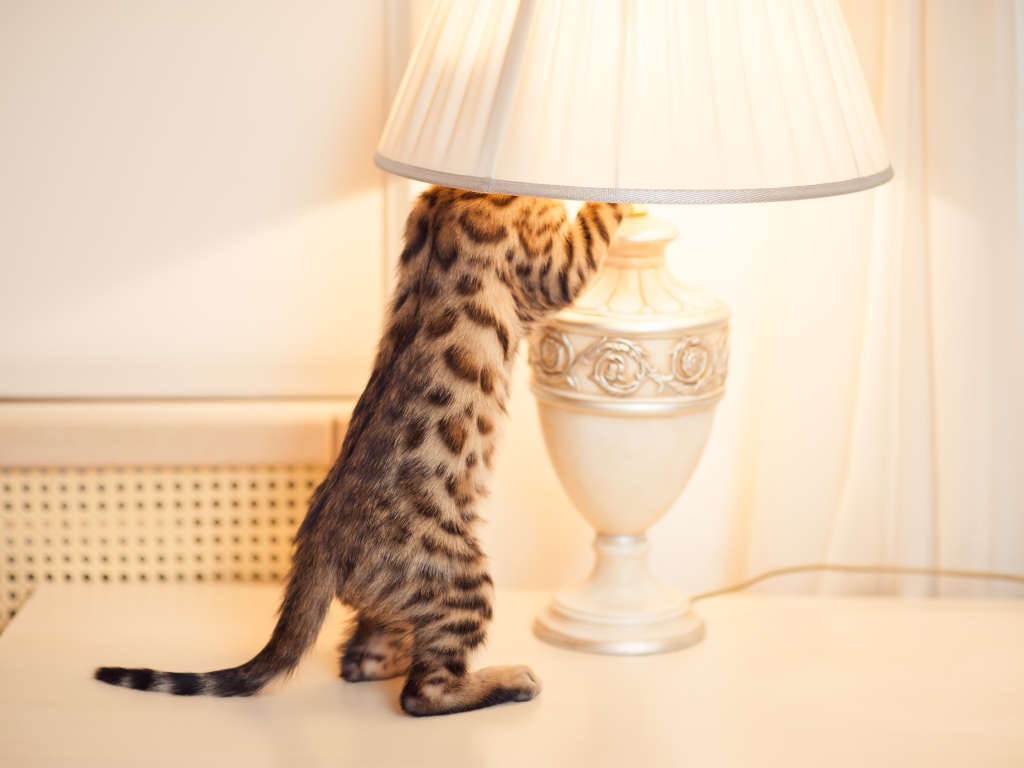 Бенгальский кот и лампа