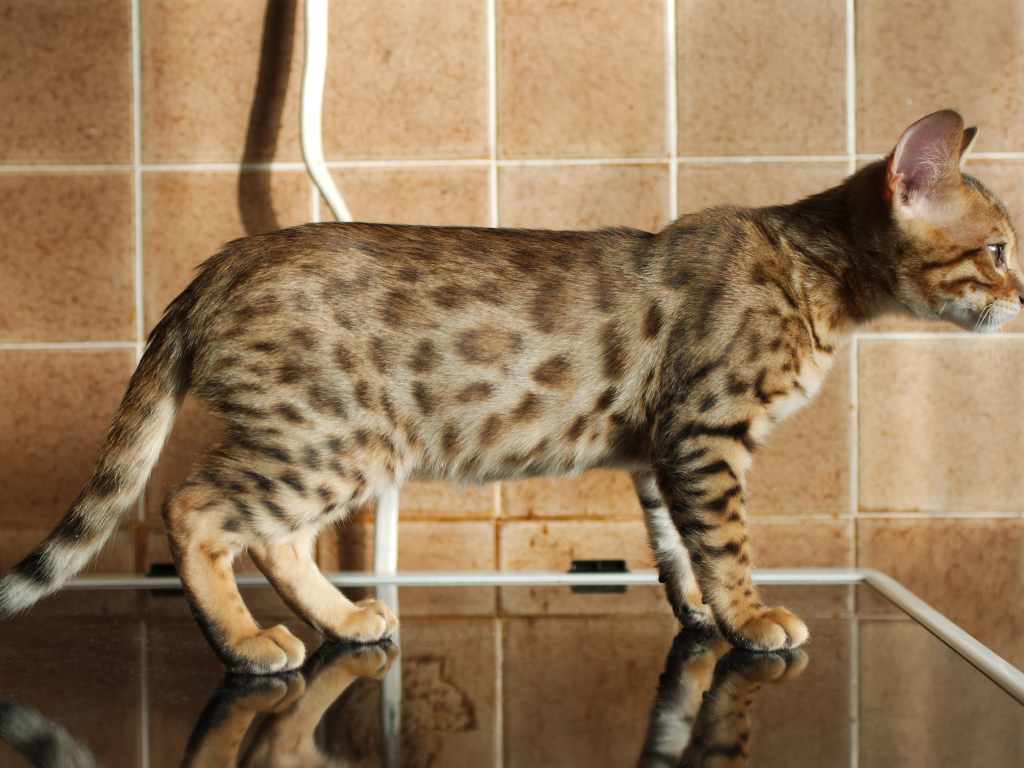 Бенгальский кот задумался