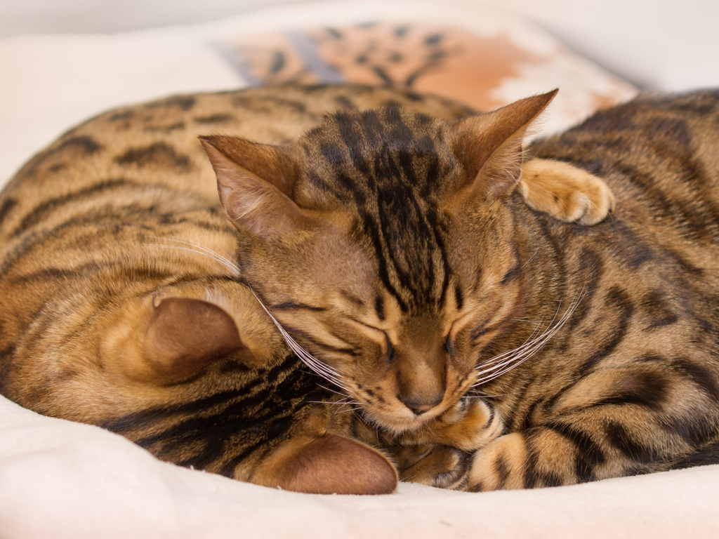 Бенгальские коты обнимаются