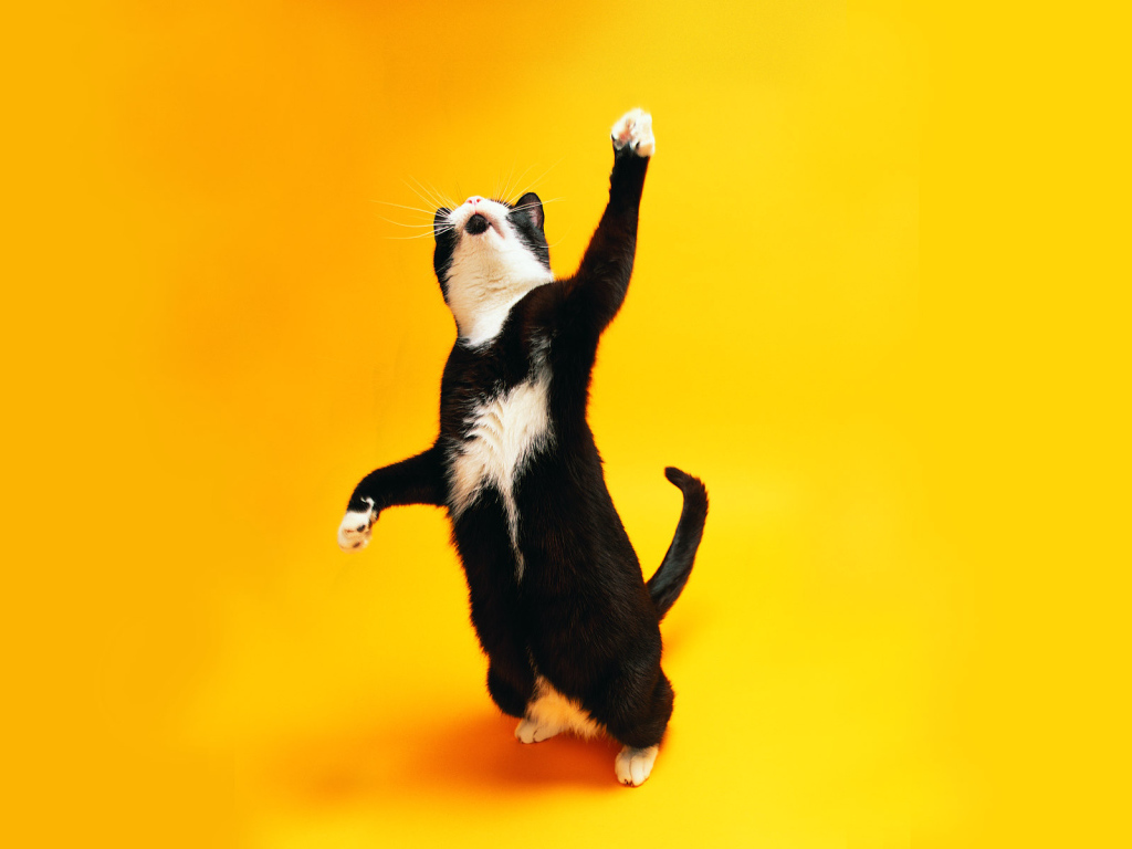 Чёрно-белый кот танцует