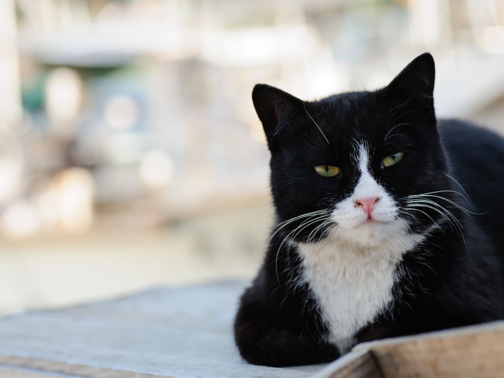 Черно-белый кот с зелёными глазами