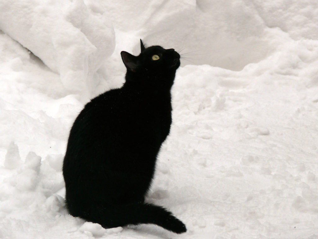 Чёрный кот на снегу смотрит вверх
