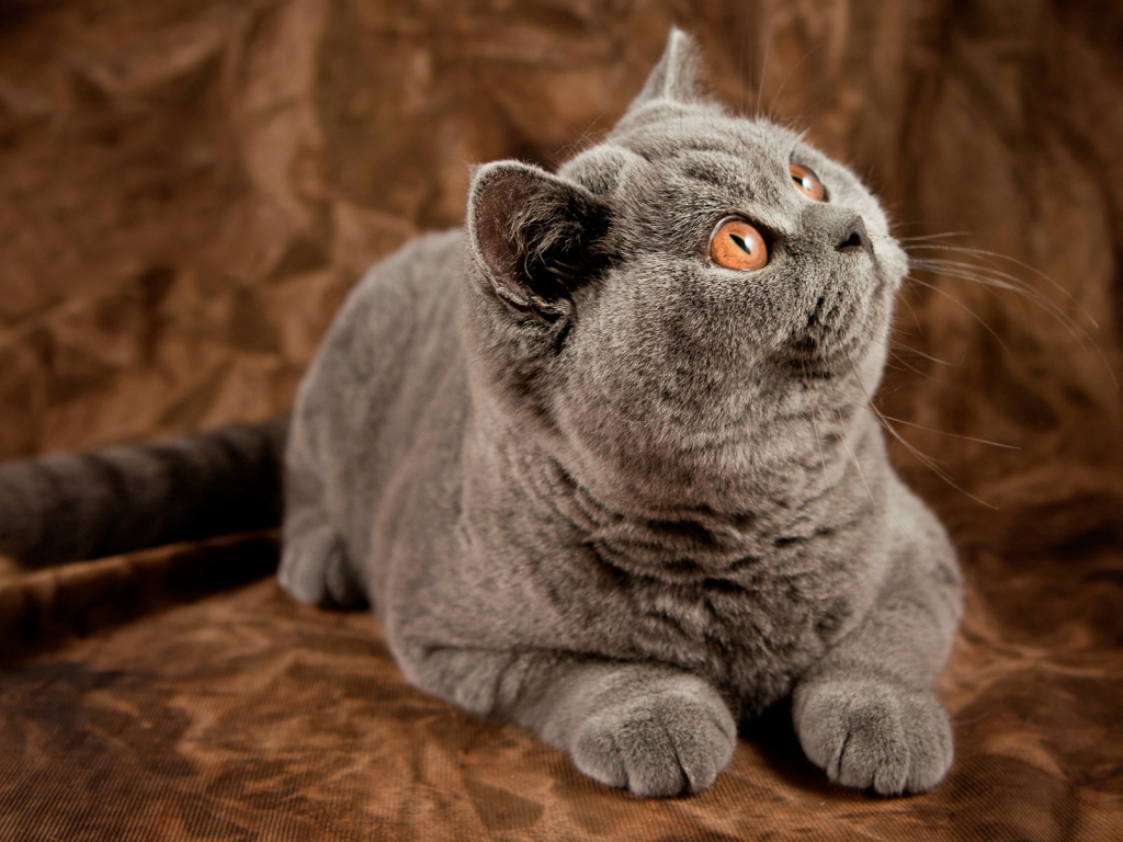 Британский кот засмотрелся