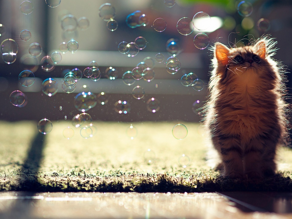 Кот и мыльные пузыри