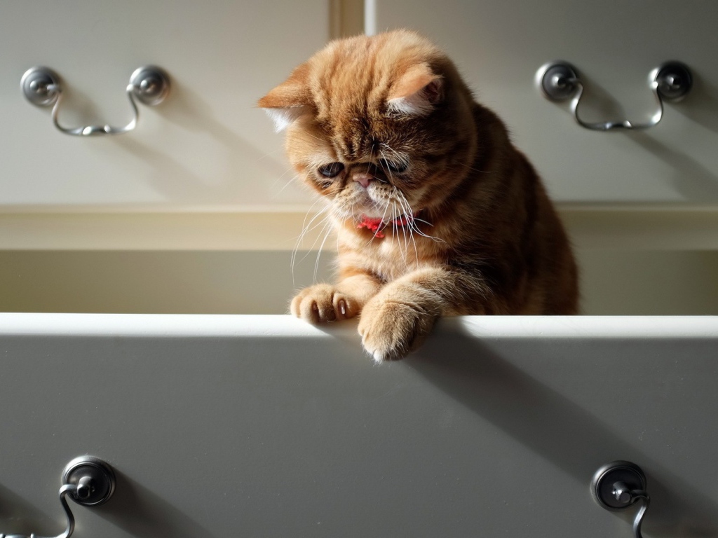 Cat in the Bureau drawer