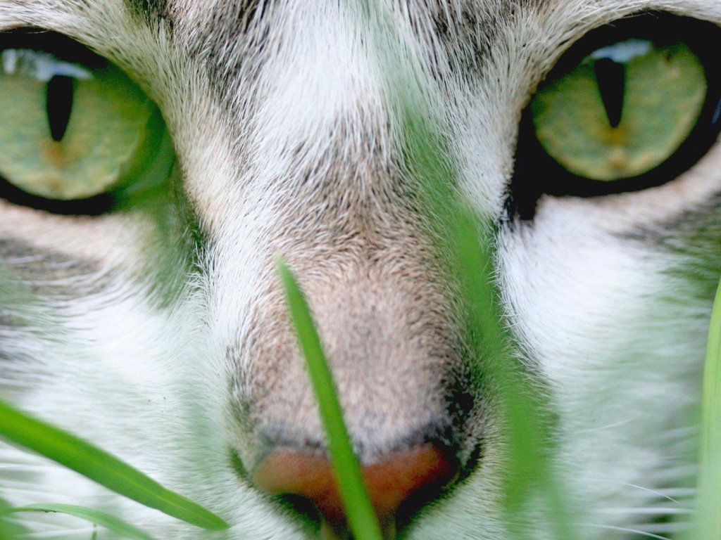 Кошачий пронзительный взгляд