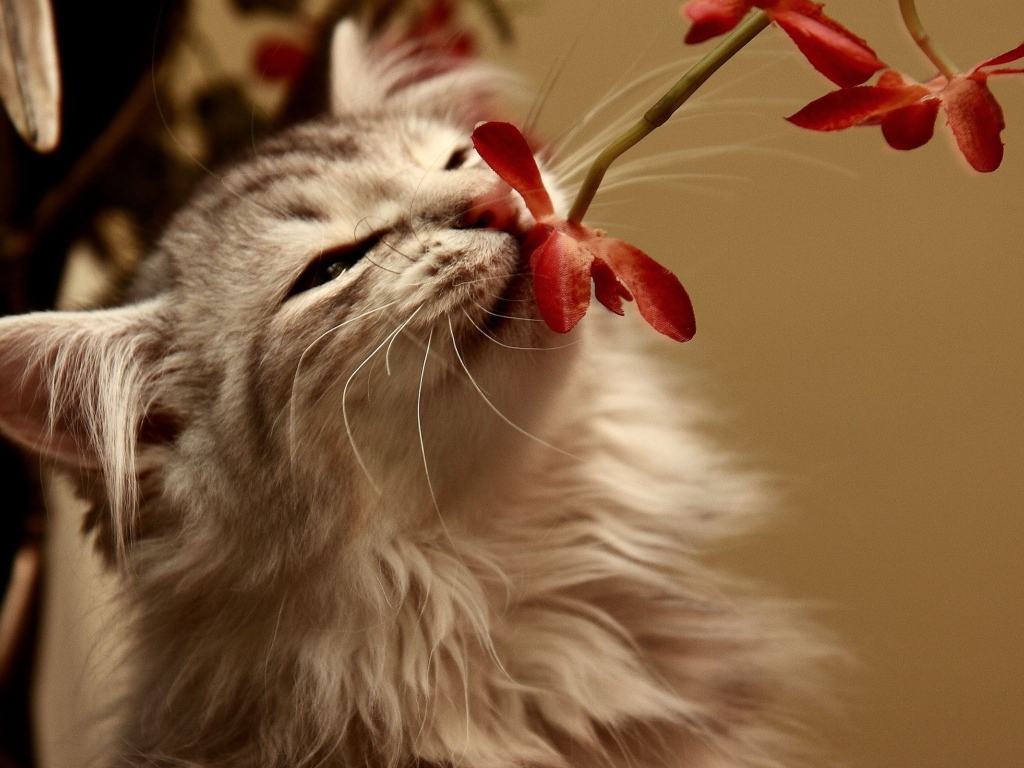 Кот нюхающий цветок