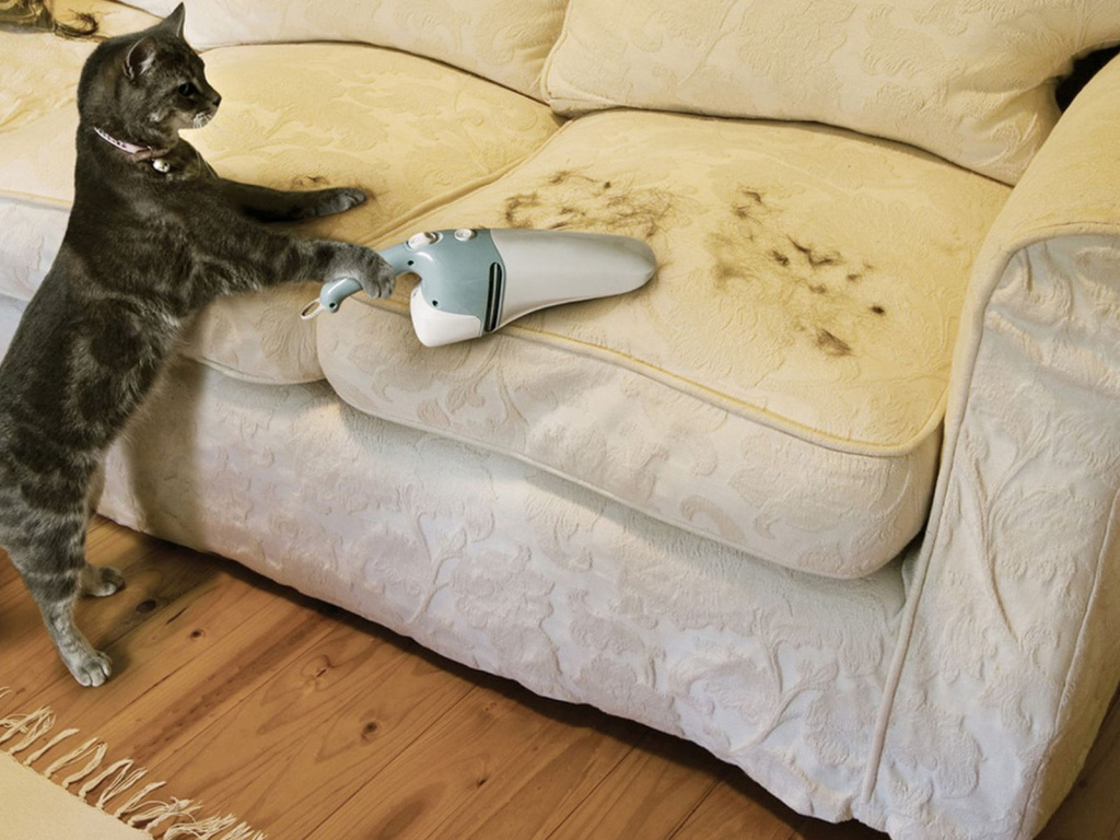 Кот пылесосит