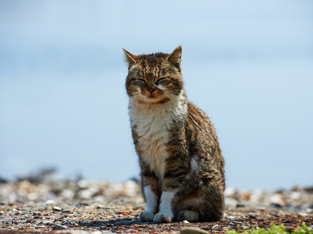 Кот пригрелся на солнце