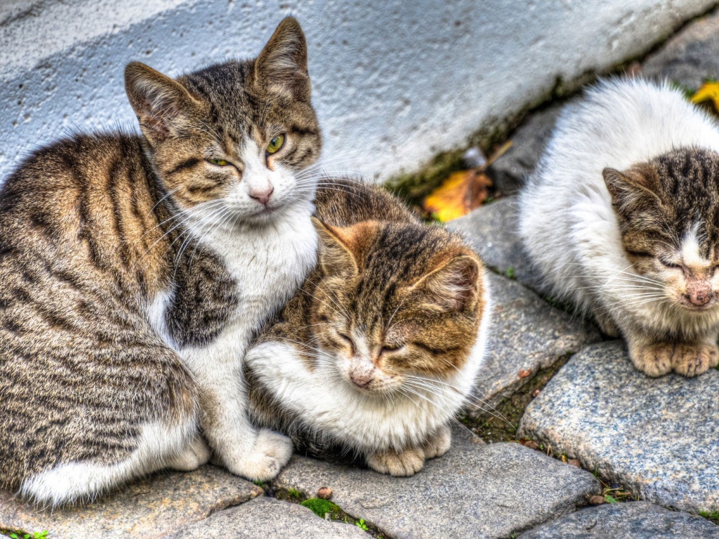 Кошка с котятами на улице