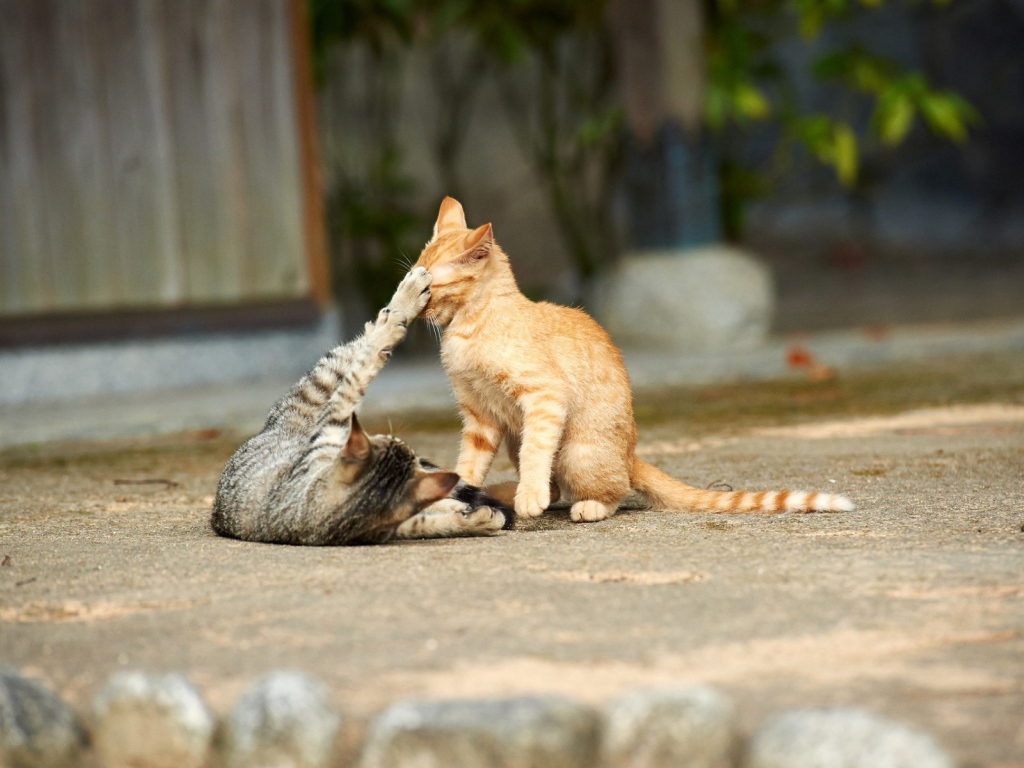 Кошки играют на улице