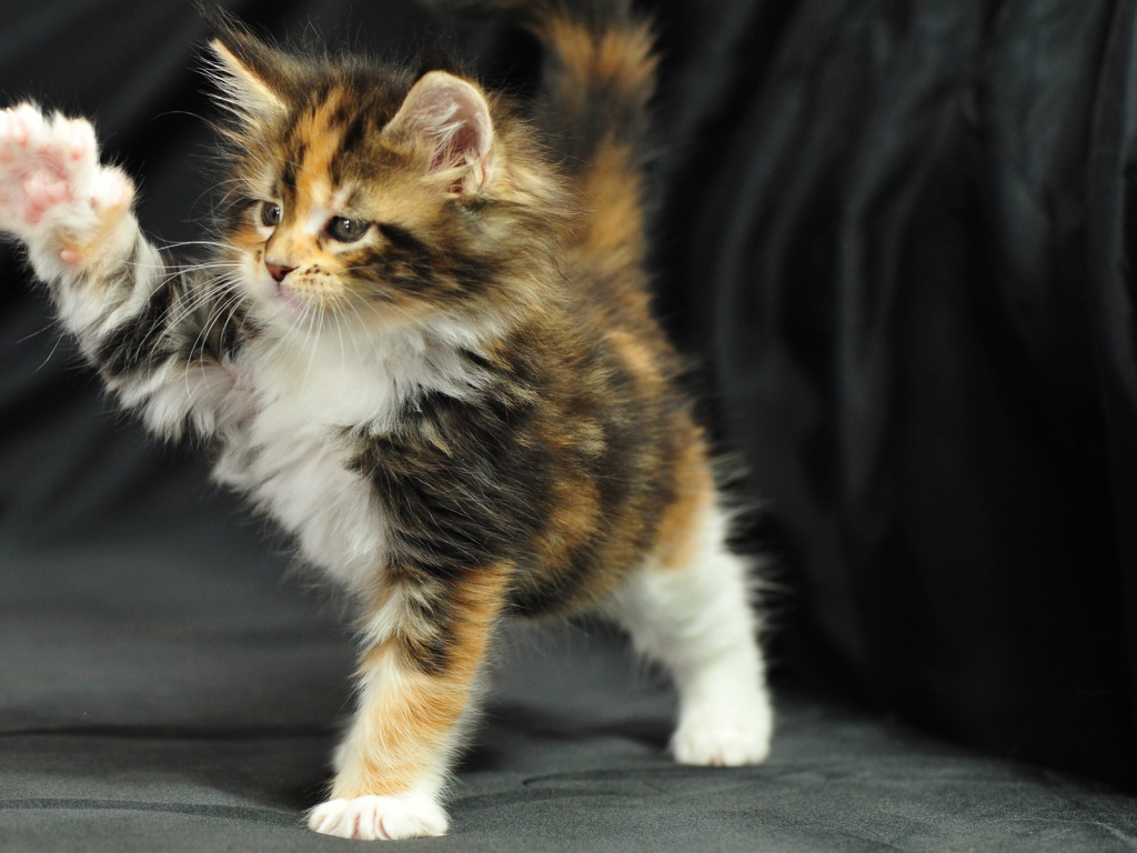 Cute little cat Maine Coon plays