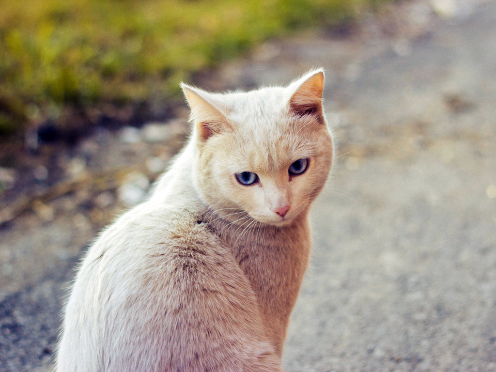Симпатичный рыжий кот сидит на дороге