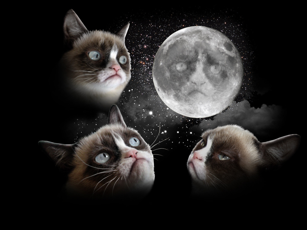 Недовольный кот и луна