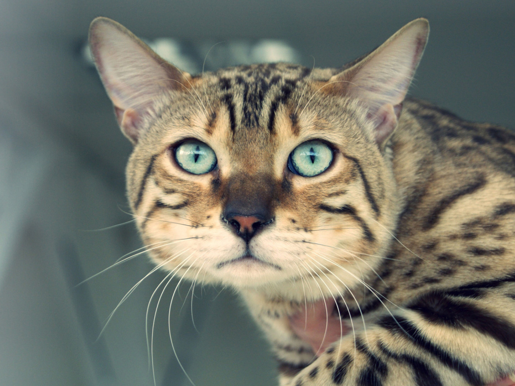 Унылый бенгальский кот