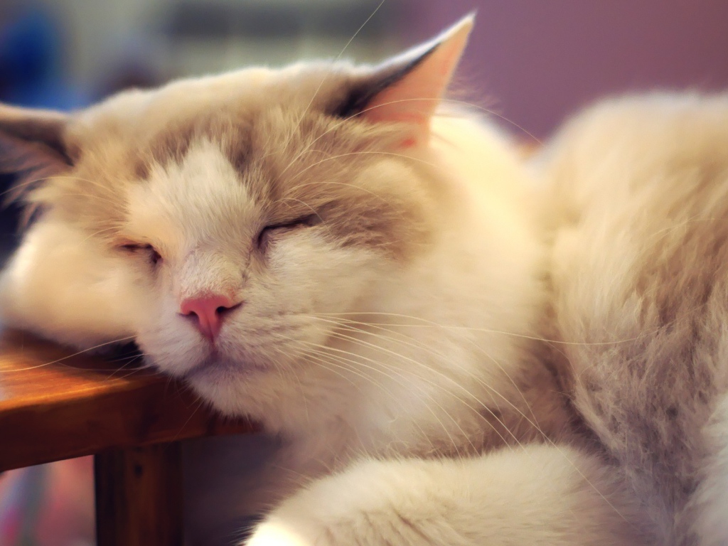 Пушистый кот внезапно заснул