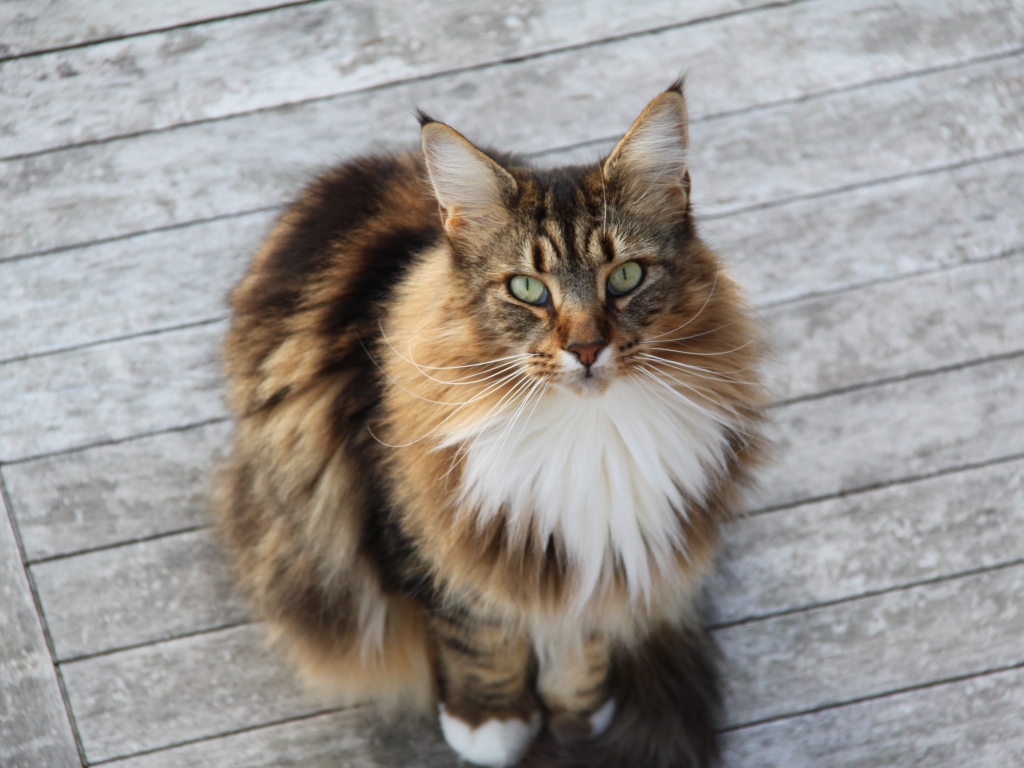 Сосредоточенный кот мейн-кун