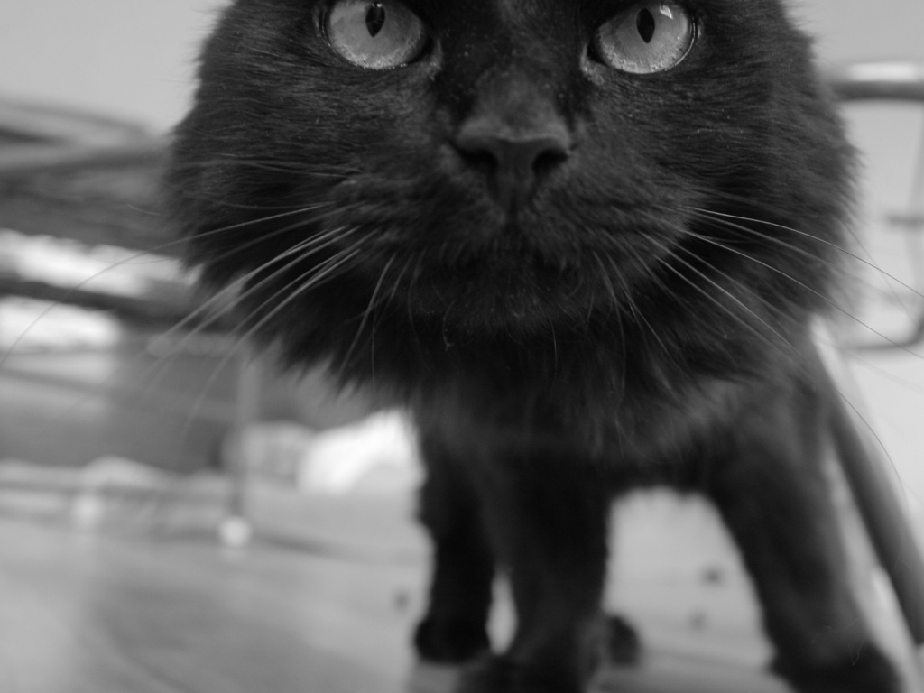 Смешной чёрный кот