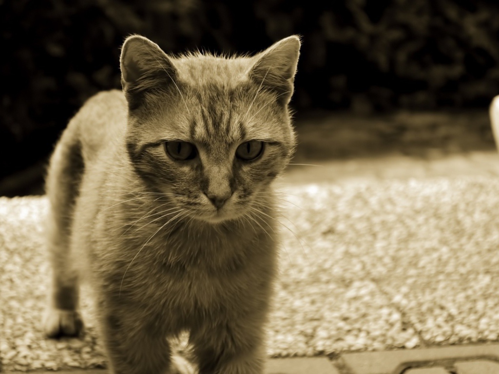 Серый кот с белыми усами