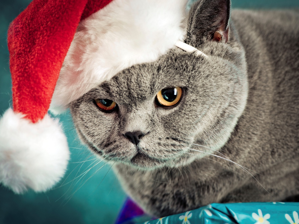 Недовольный британский кот в шапке