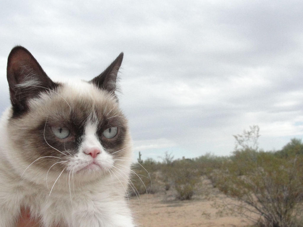 Grumpy cat в пустыне