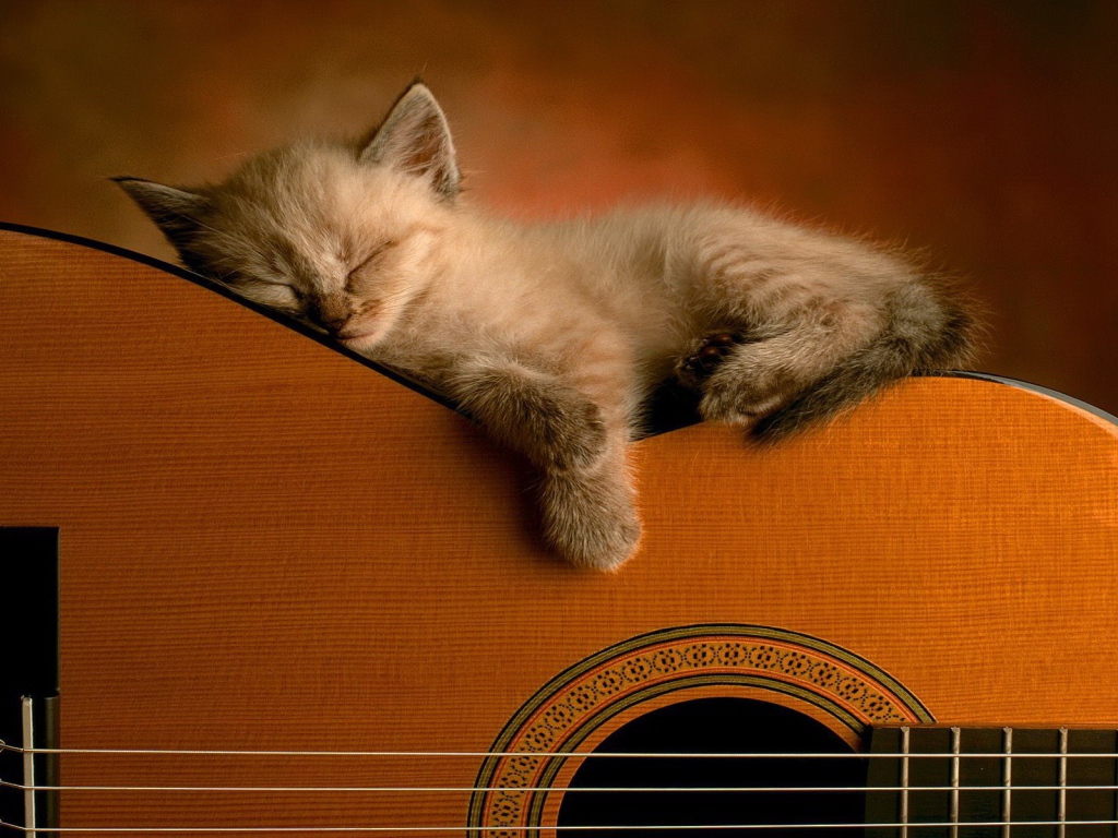 Котенок спит на гитаре