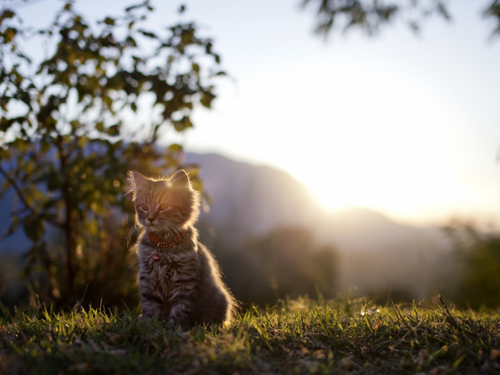 Котенок на закате