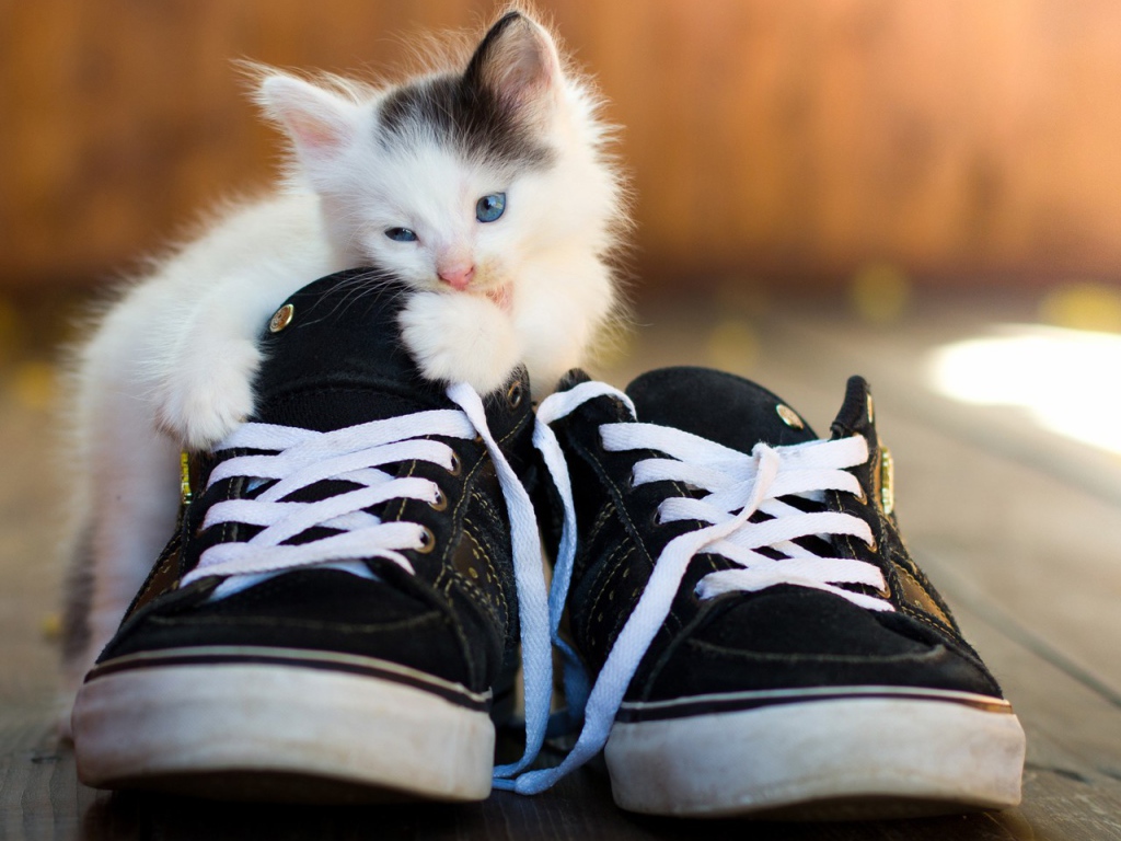 Котенок грызет кеды