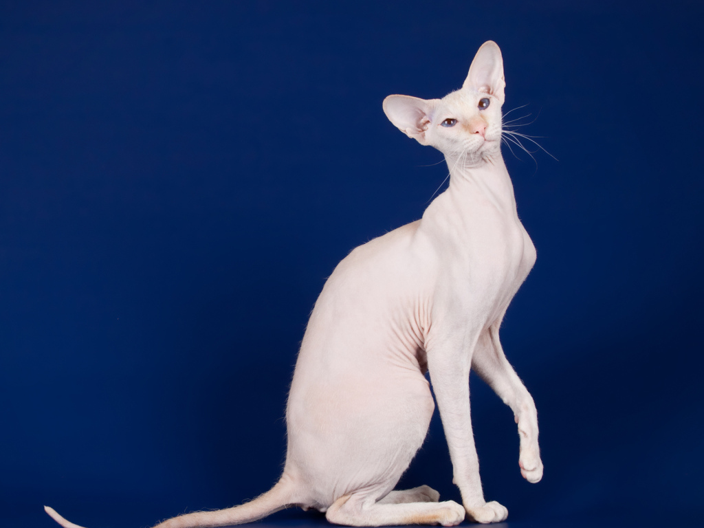 Крупный кот сфинкс на синем фоне