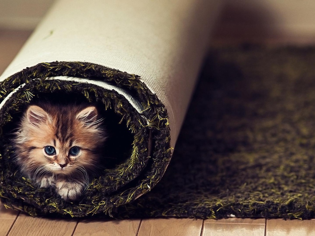 Маленький смешной кот в ковре