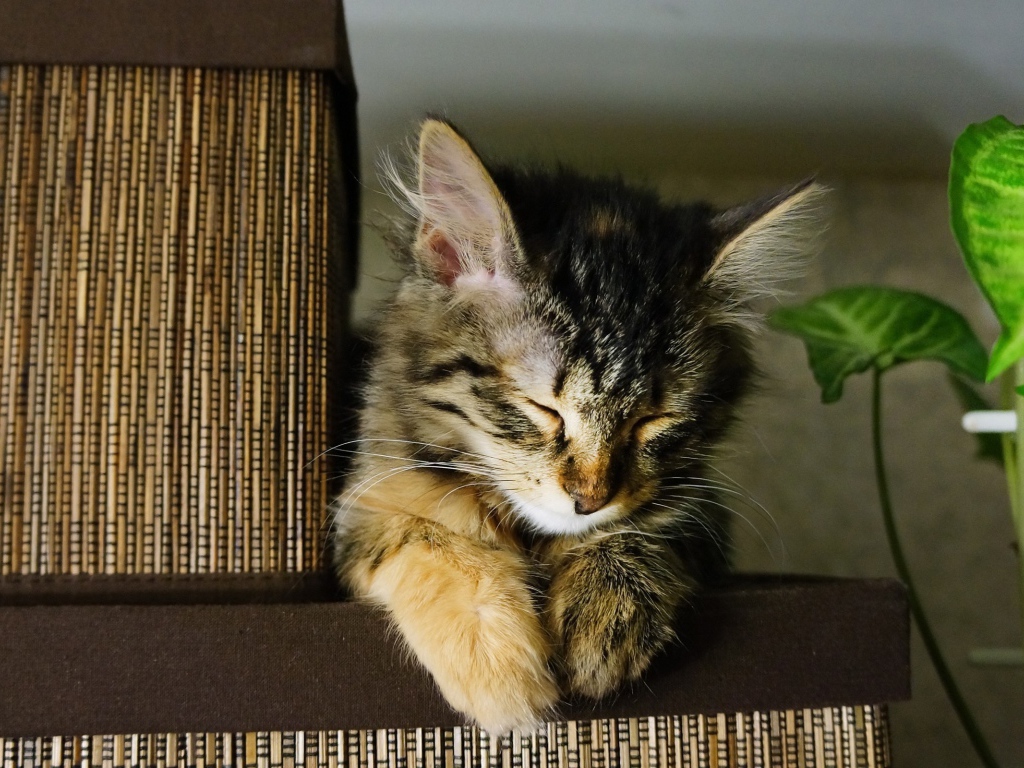 Little pretty tired cat