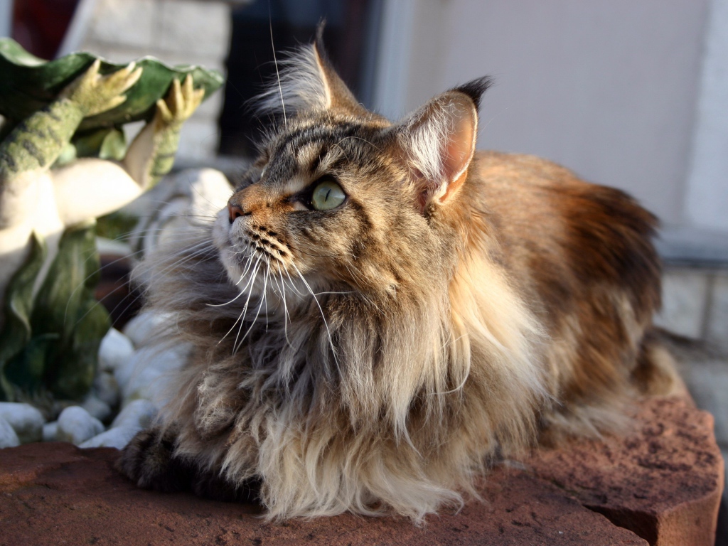 Кот мейн-кун с зелёными глазами кого-то увидел