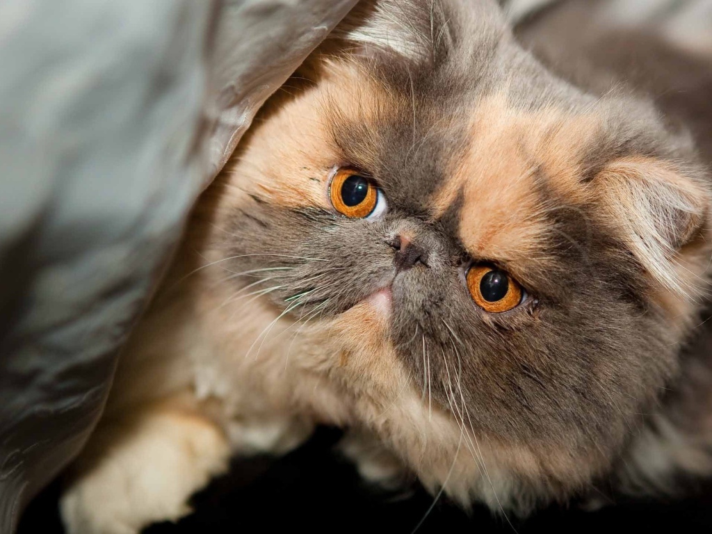 Персидский кот