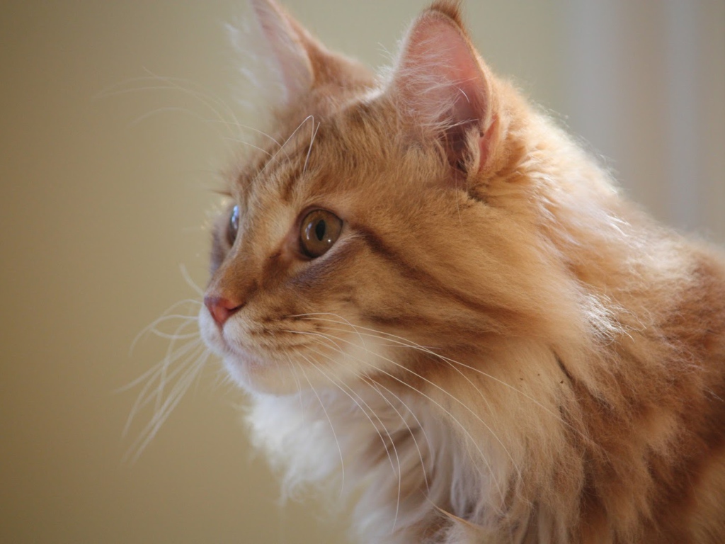 Red Cat Maine Coon saw  someone 