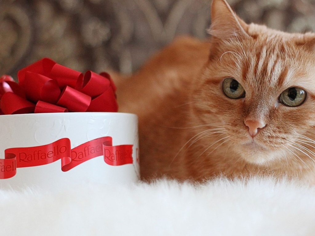 Рыжий кот и рафаэлло