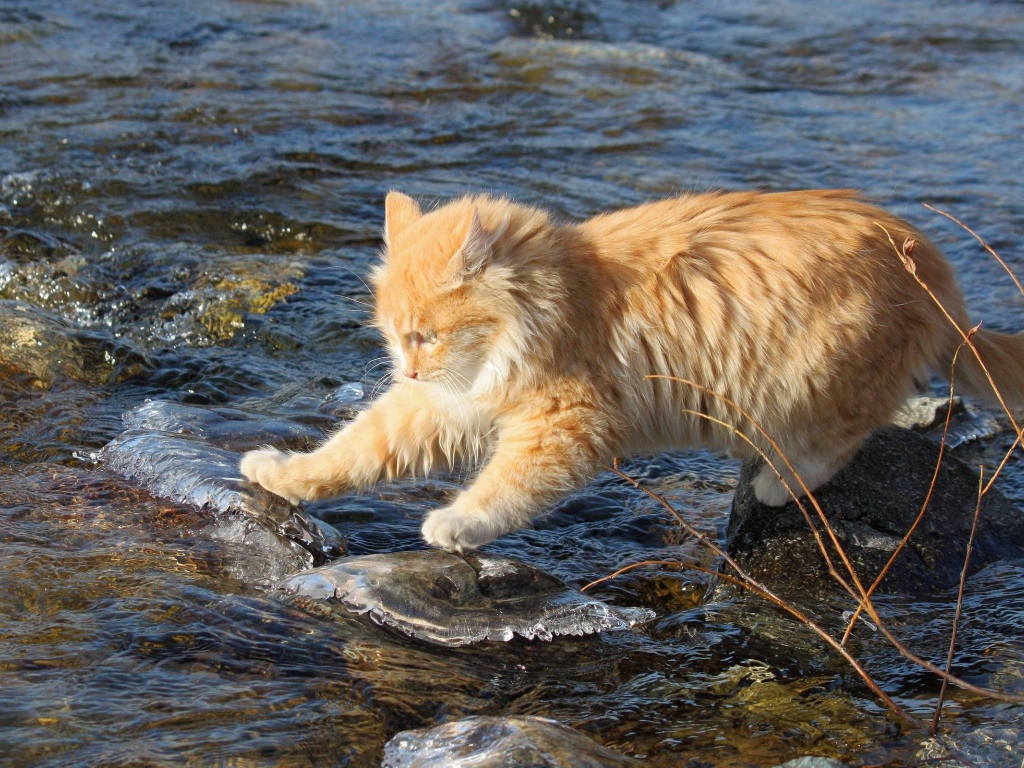 Рыжий кот переходит через речку
