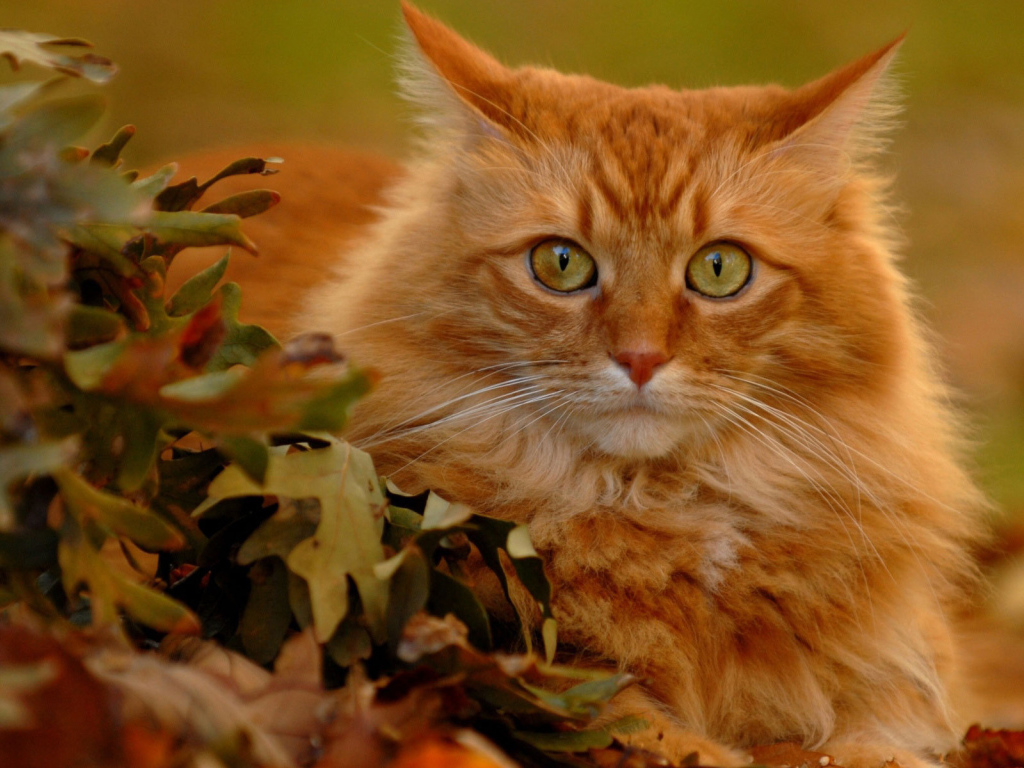 Рыжий кот в осенних листьях