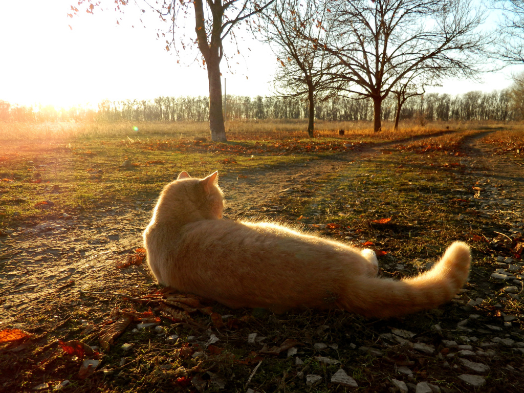 Рыжий кот лежит на дороге осенью