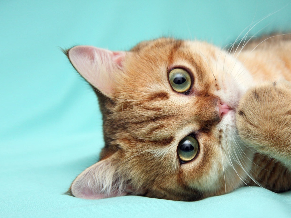 Рыжий кот что-то наделал