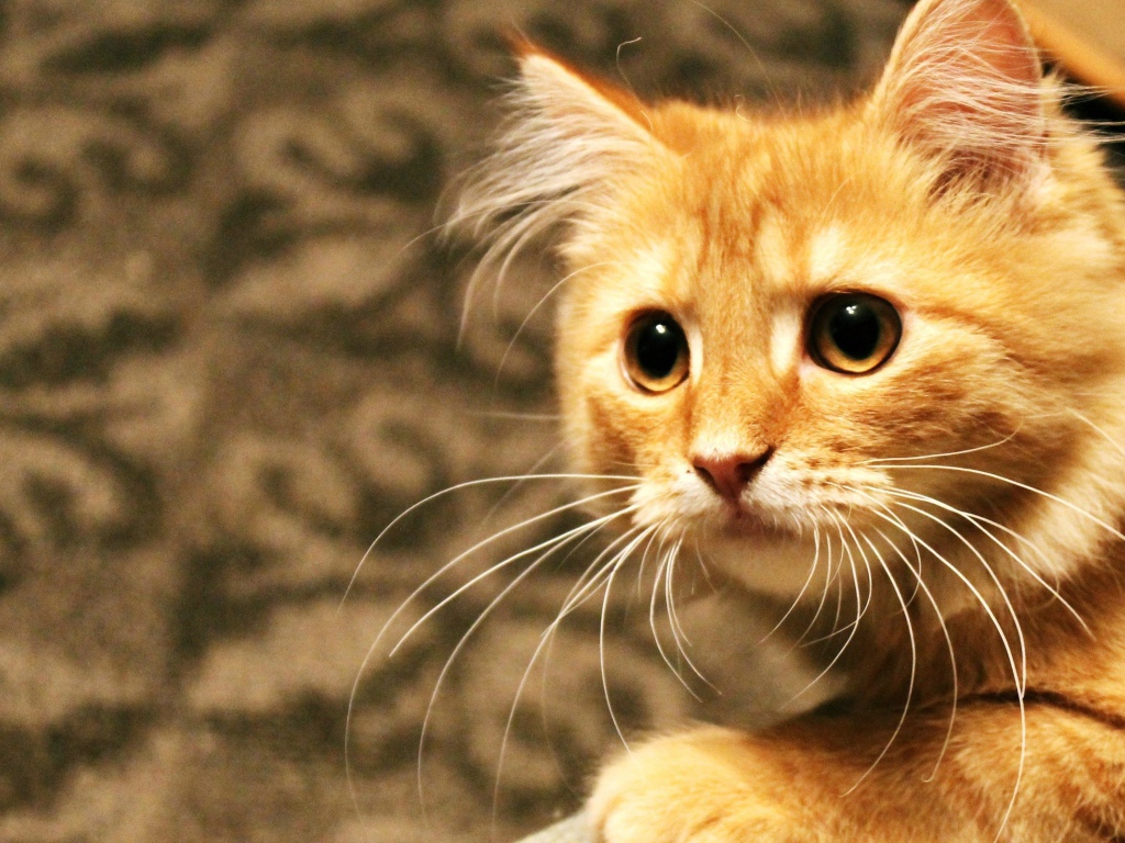 Рыжий кот пристально смотрит