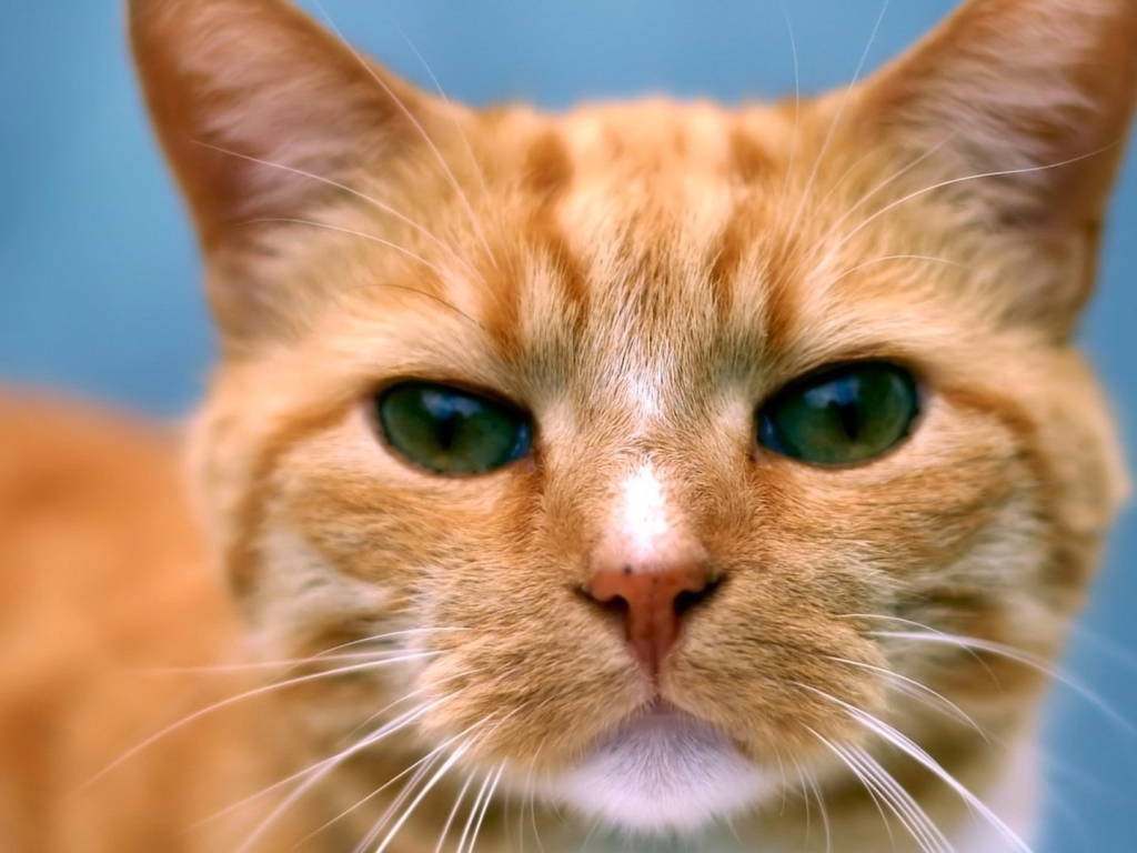 Рыжий кот следит за тобой