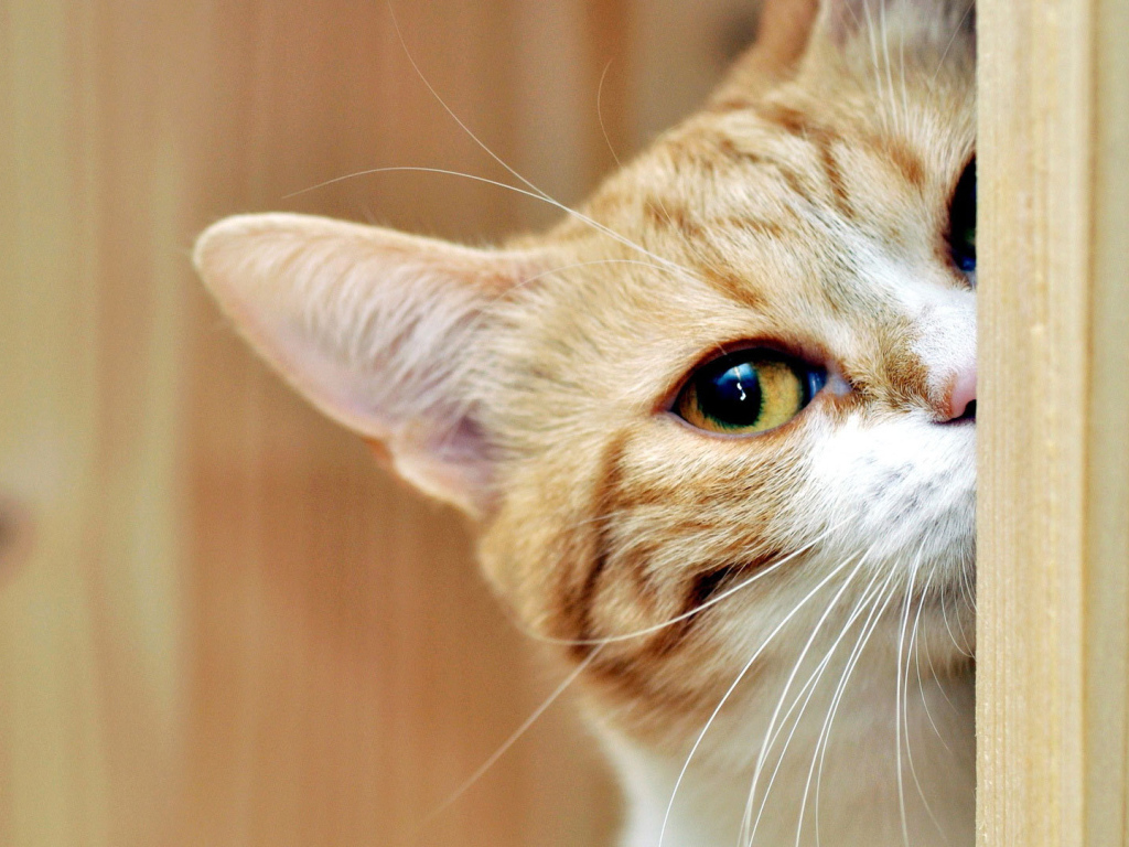 Рыжий кот подсматривает 