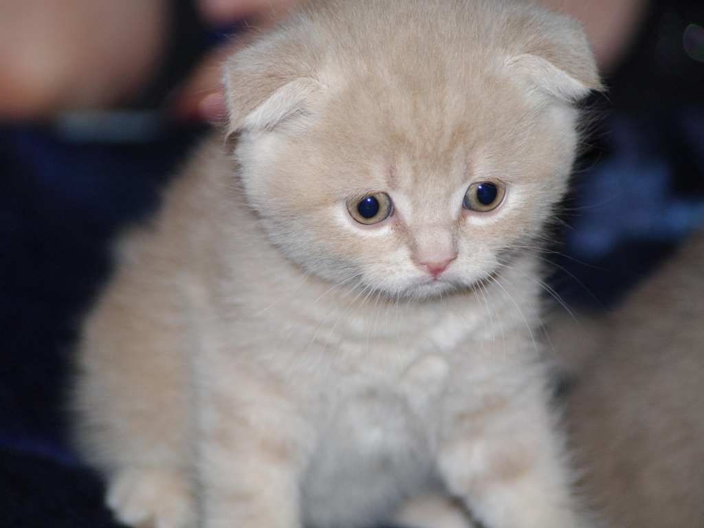 Грустный маленький рыжий шотландский вислоухий кот